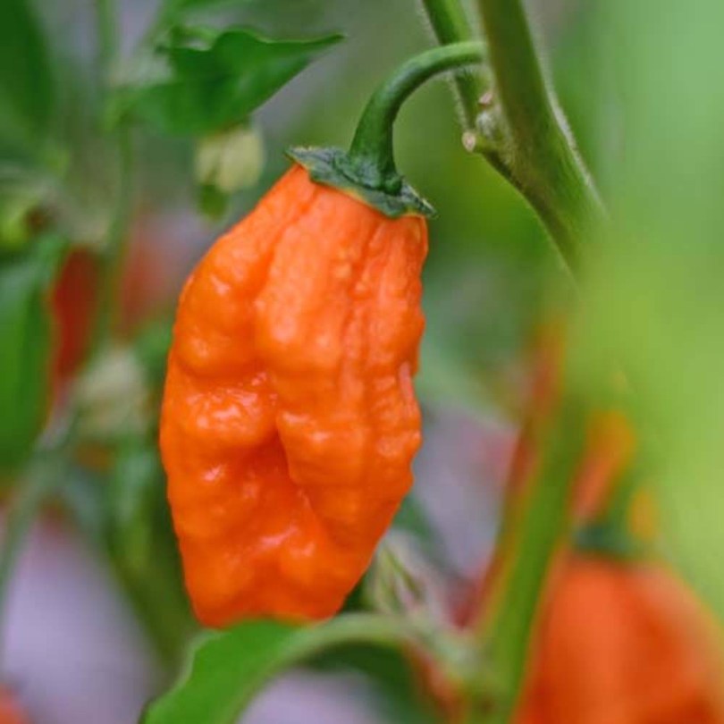 Charbonero chili